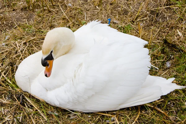 Swan, Pays-Bas — Photo