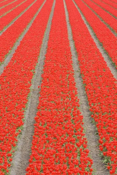 Champ de tulipes près de Noordwijk, Pays-Bas — Photo