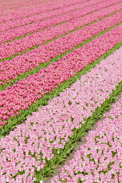 Tulip field near Noordwijk, Netherlands — Stock Photo, Image