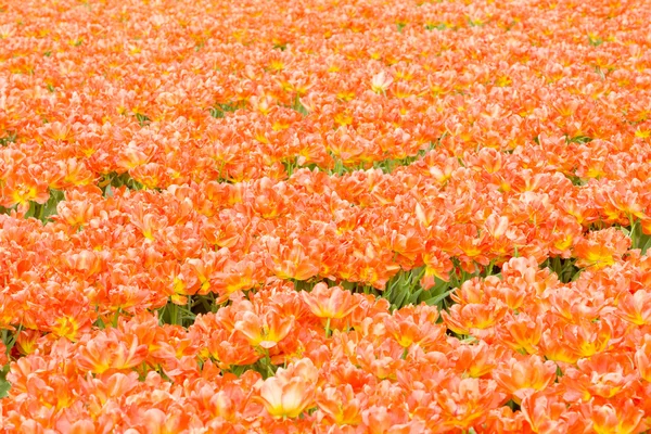 Tulip field, Pays-Bas — Photo