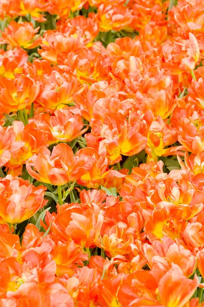 Campo de tulipán, Países Bajos — Foto de Stock