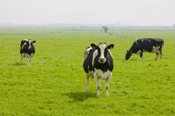Vacas, Frísia, Países Baixos — Fotografia de Stock