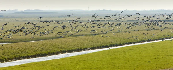 Landscape with birds near Nieuwebildtzij, Friesland, Netherlands — Stock Photo, Image