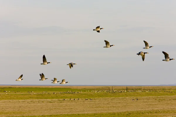 Krajina s ptáky poblíž nieuwebildtzij, friesland, Nizozemsko — Stock fotografie