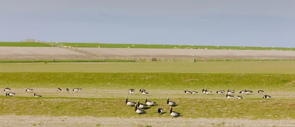 鳥 nieuwebildtzij、フリースラント州、オランダの近くの風景します。 — ストック写真