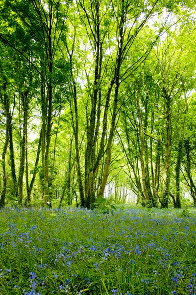 Orman, brittany, Fransa — Stok fotoğraf