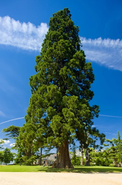 Одиноке дерево, Пеї де ла Луар, Франція — стокове фото