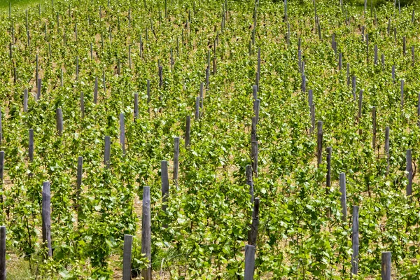 Vineyards of Cote Maconnais region near Igé, Burgundy, France — ストック写真