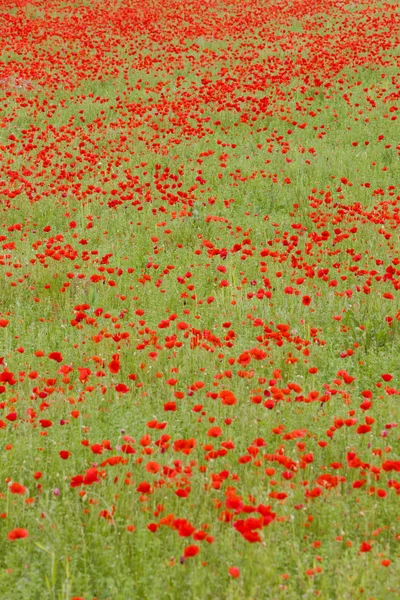 草地上的红色罂粟花、 罗讷-阿尔卑斯大区、 法国 — 图库照片