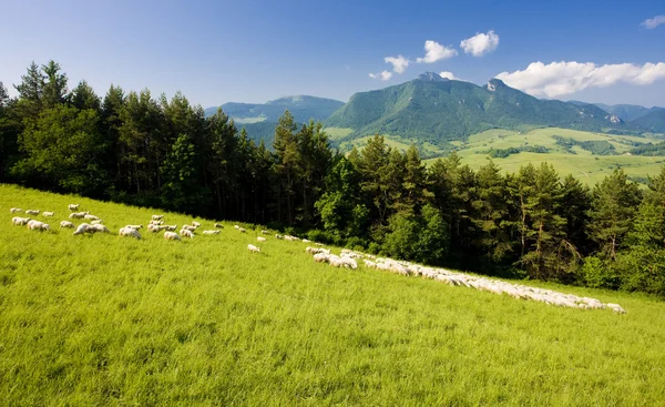 Стадо овець, малої Фатра, Словаччина — стокове фото