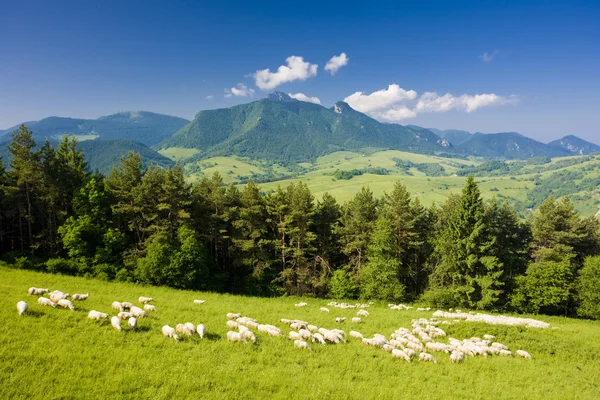 羊の群れ、マラ fatra、スロバキア — ストック写真