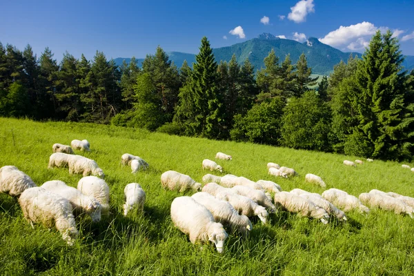羊畜群，麻辣烫 fatra 斯洛伐克 — 图库照片
