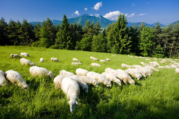 羊の群れ、マラ fatra、スロバキア — ストック写真