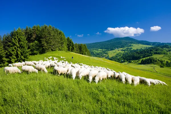 Стадо овец, Мала Фатра, Словакия — стоковое фото