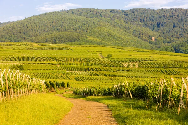 Виноградники, Эльзас, Франция — стоковое фото
