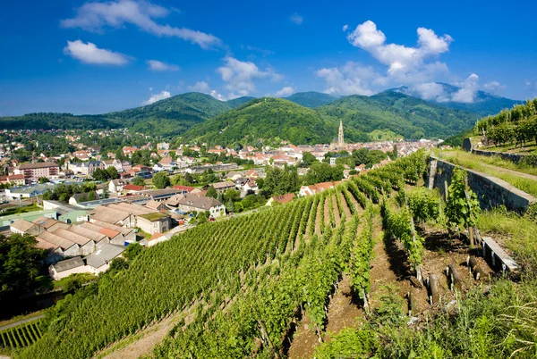 Grand cru szőlőskert, thann, Elzász, Franciaország — Stock Fotó