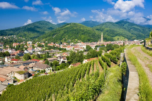 Grand cru vineyard, Thann, Alsace, France — Stock Photo, Image