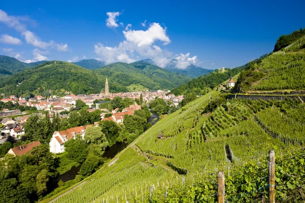 Grand cru vineyard, Thann, Alsácia, França — Fotografia de Stock