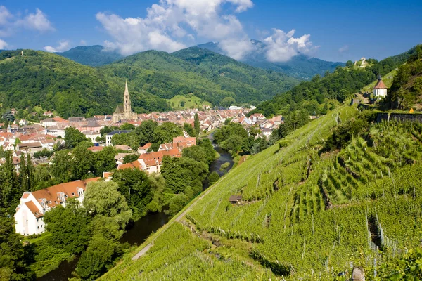Grand cru vingården, thann, alsace, Frankrike — Stockfoto