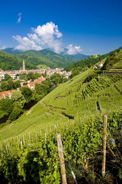 Grand cru виноградник, Thann, Ельзас, Франція — стокове фото