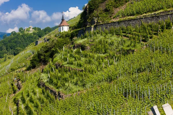 Grand cru viinitarha ja kappeli St. Urban, Thann, Alsace, Ranska — kuvapankkivalokuva