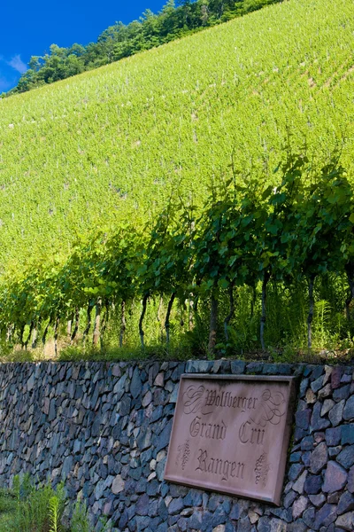 Grand cru vineyard, Thann, Alsacia, Francia — Foto de Stock