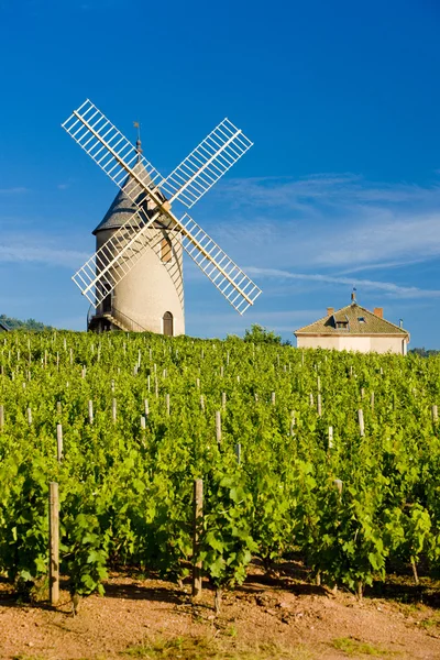Vineyards with windmill near Chénas, Beaujolais, Burgundy, Franc — ストック写真