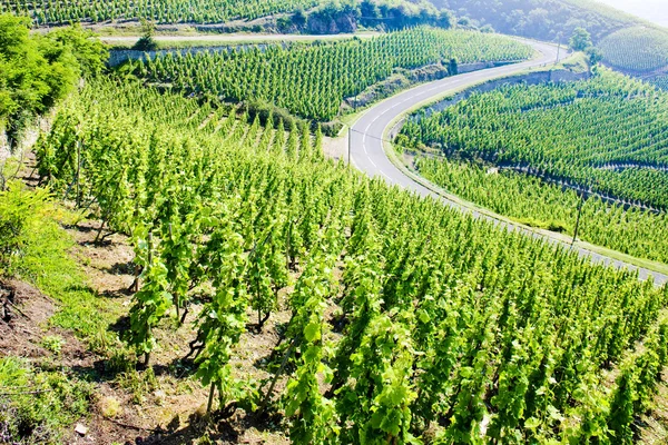 Stock image Grand cru vineyard, Cote Rotie, Rhone-Alpes, France