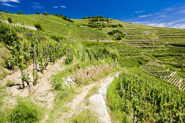 Grand cru vingården, l'hermitage, rhone-alpes, Frankrike — Stockfoto