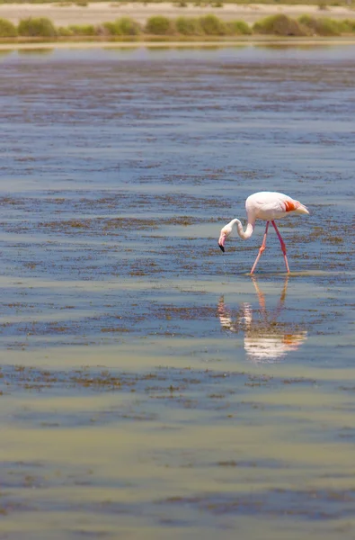 Flamingo, Parc Regional de Camargue, Provence, França — Fotografia de Stock