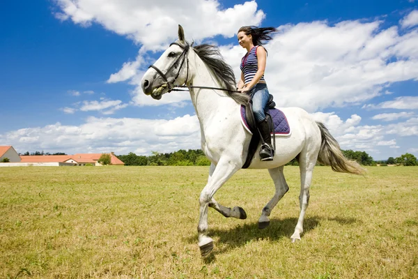 馬術の馬 — ストック写真