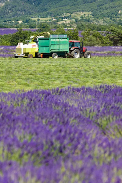ラベンダーの収穫, Alpes-de-Auto-Provence Department,フランス — ストック写真