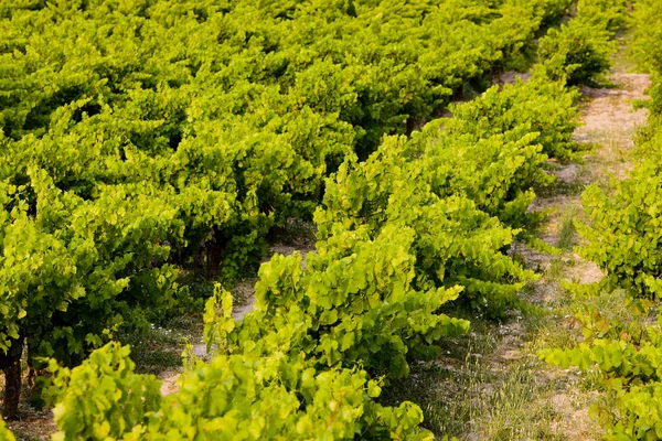 Wijngaard, provence, Frankrijk — Stockfoto