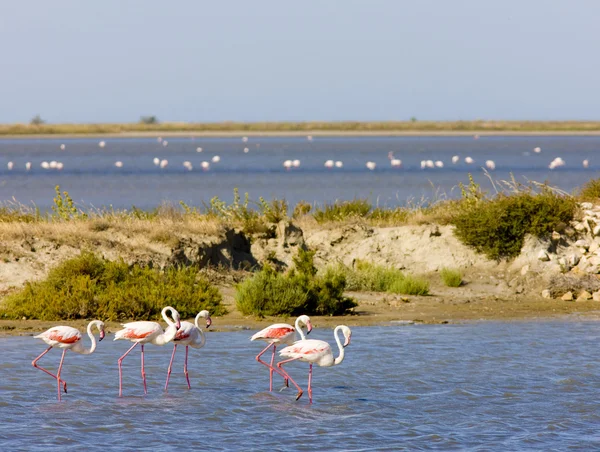 Flamingók, parc regionális de camargue, provence, Franciaország — Stock Fotó