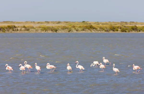 Flamingo's, parc regionale de camargue, provence, Frankrijk — Stockfoto