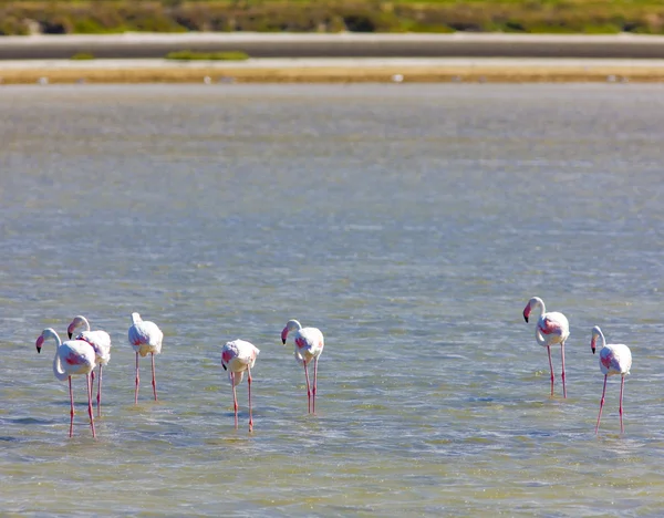 Flamingos, Parc Regional de Camargue, Provence, France — Stock Photo, Image