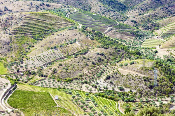 Weinberge im Douro-Tal, Portugal — Stockfoto