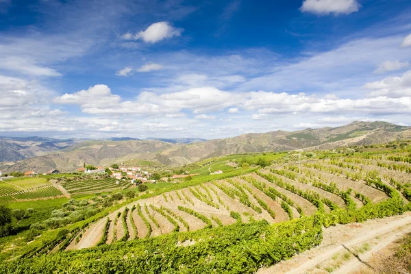 Vineyars in Douro Valley, Portugal — Stock Photo, Image