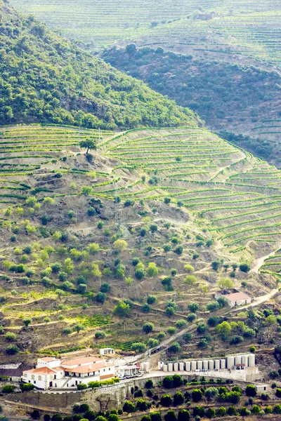 Vignobles dans la vallée du Douro, Portugal — Photo