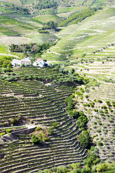 Vineyars 在葡萄牙杜罗河谷 — 图库照片