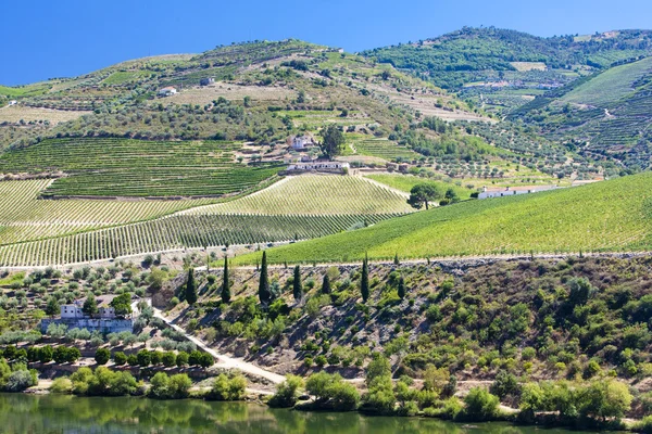Douro 밸리, 포르투갈 vineyars — 스톡 사진
