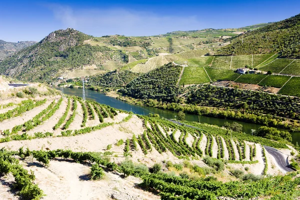 Vineyars в долині Дору, Португалія — стокове фото