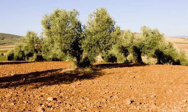 Olivenbäume, Kastilien-La Mancha, Spanien — Stockfoto