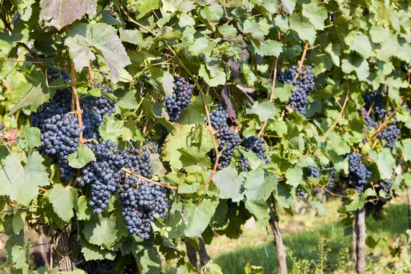 Wijnstokken in wijngaard, Tsjechië — Stockfoto