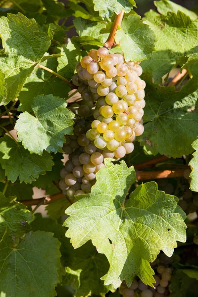 Vinrankor i vingården, Tjeckien — Stockfoto