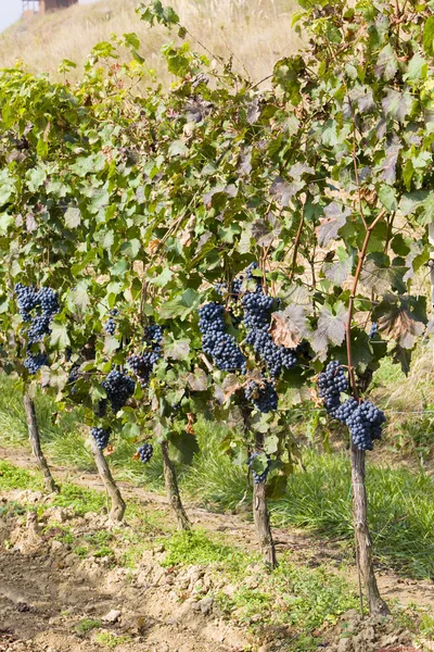 Vinrankor i vingården, Tjeckien — Stockfoto