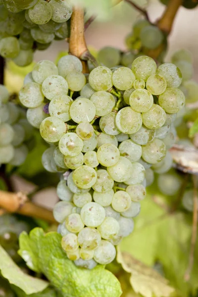 Vinné révy ve vinici, Česká republika — Stock fotografie