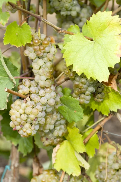 Wijnstokken in wijngaard, Tsjechië — Stockfoto