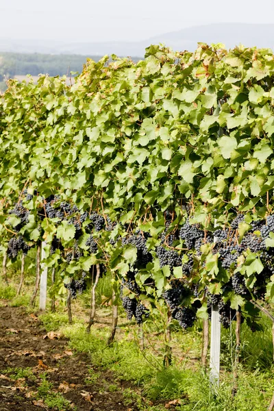 Винограду на винограднику, Чеська Республіка — стокове фото