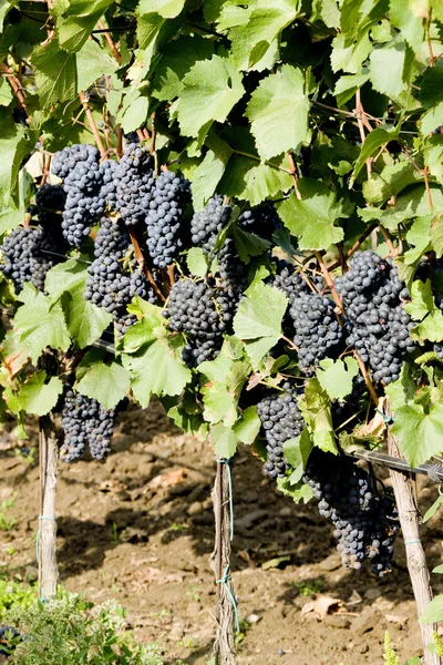 Виноград в винограднике, Чехия — стоковое фото